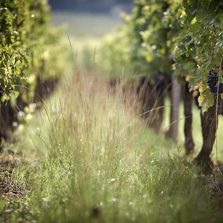 Héloïse De Charme Bed & Breakfast Puisseguin